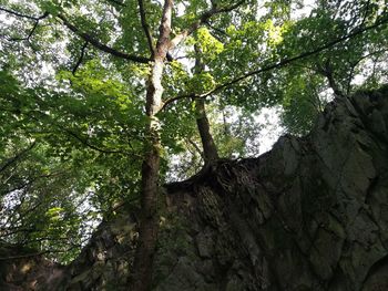 Low angle view of trees in forest