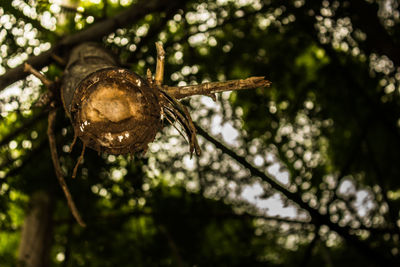 Close-up of snake on branch