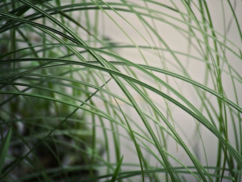 Close-up of long grass