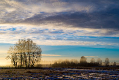 Bare trees on snow covered field against sky