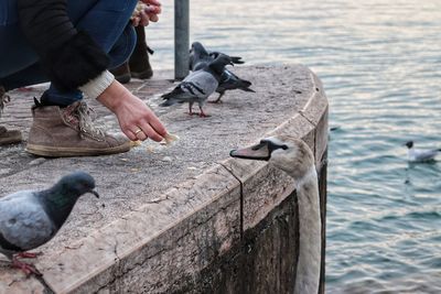 Low angle view of seagulls perching on hand