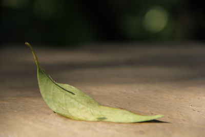 Close-up of leaves on table