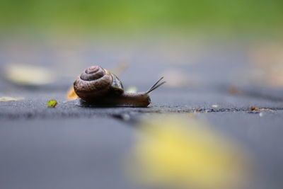 Close-up of snail on leaf