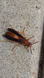 High angle view of insect on wall