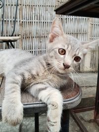 Close-up of a cat looking away
