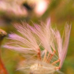 Close-up of flower