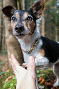Midsection of person holding dog