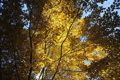 Low angle view of autumnal trees against sky