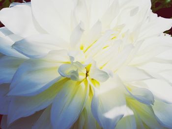 Close-up of white flower