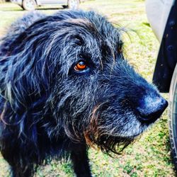 Close-up of black dog