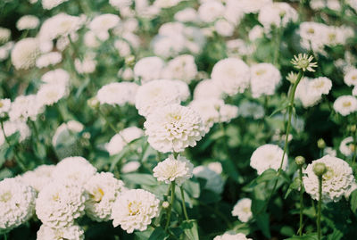 Close-up of white flowering plants on field