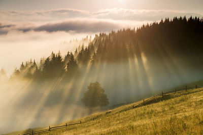 Panoramic shot of trees on landscape against sky