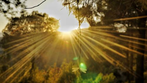 Sunlight streaming through trees on field during sunset