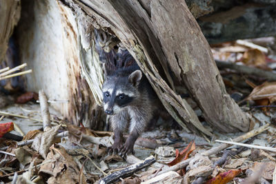 Close-up of coati