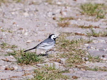 Bird perching on a field