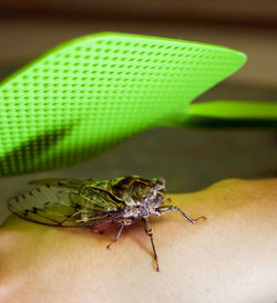 Close-up of insect on hand