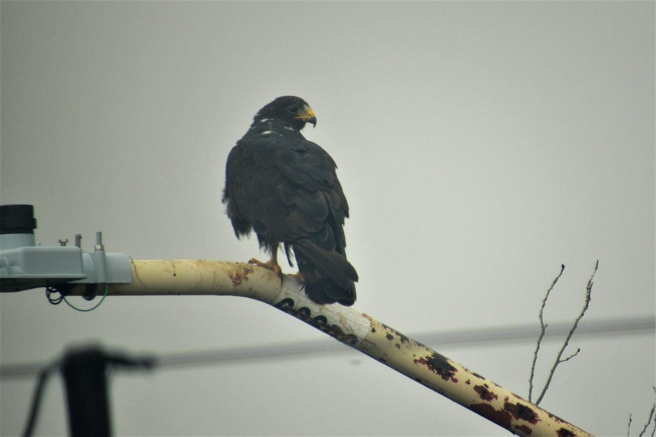 LOW ANGLE VIEW OF BIRD PERCHING ON BRANCH