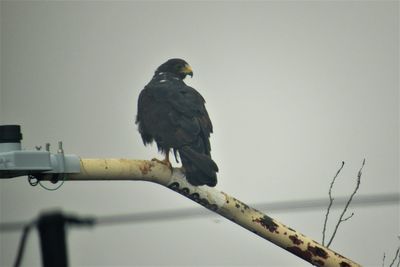 Bird perching on a tree