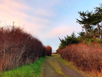 Road amidst trees on field against sky