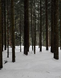 Trees in forest during winter