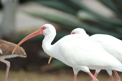 Close-up of bird perching outdoors