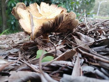 Close-up of dried mushroom growing on field