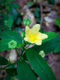 Close-up of yellow flower blooming outdoors