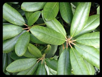 Full frame shot of green leaves