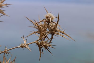 Close-up of thistle against sky