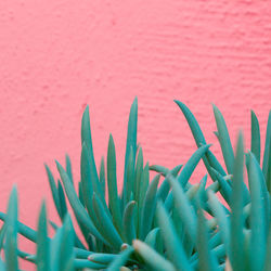 Close-up of succulent plant