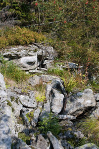 Stream flowing through rocks in forest