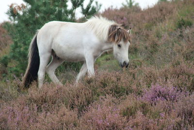 Horse standing in a field