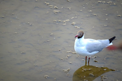 High angle view of seagull on lake