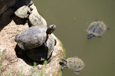 High angle view of turtles and pond on sunny day