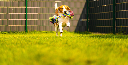 Dog running in grass