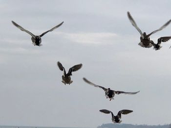 Low angle view of bird flying in sky