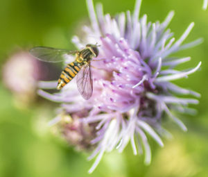 Close-up of bee pollinating on flower