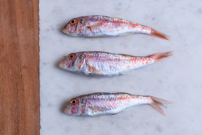 High angle view of fish on white background