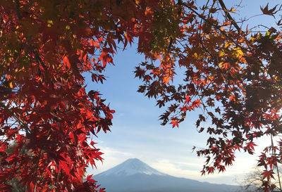 Closeup shot of beautiful sunlight shines on yellow ginkgo leaves in full frame with bright blue sky