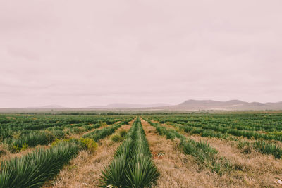 Scenic view of agricultural field sisal plantation against sky