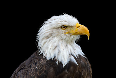 bald eagle