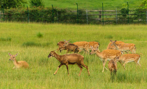 Deer in a field