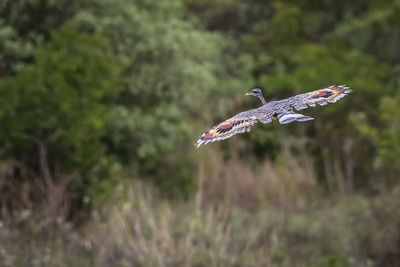 Bird flying over field