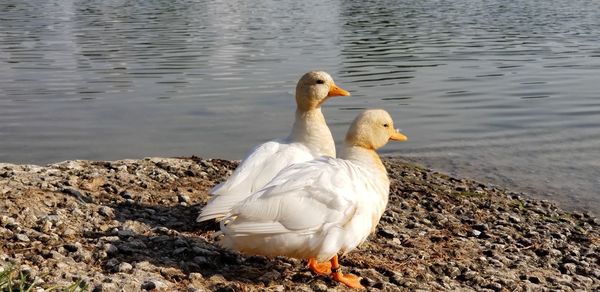 Duck swimming in lake