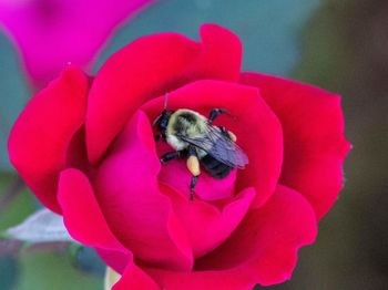 Close-up of bee on flower