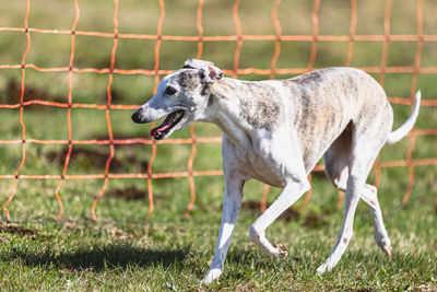 Whippet sprinter dog running and chasing lure coursing dog sport