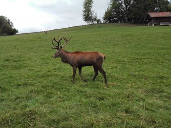 Deer in a field