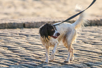 Dog standing on sandy beach