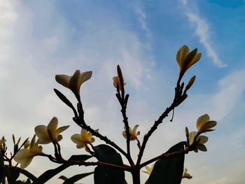 Low angle view of flowering plants against sky