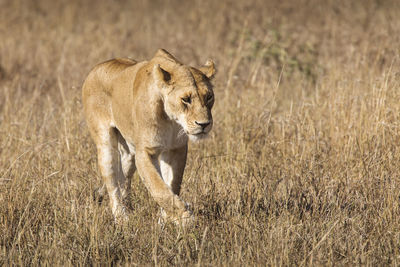 Full length of a cat walking